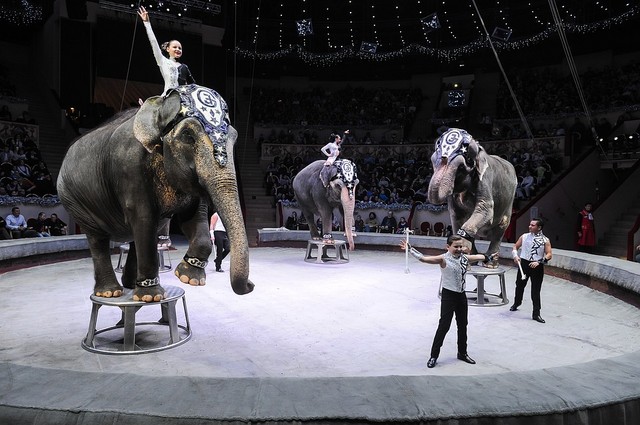 State Classical Circus of St. Petersburg (established 1827) - The Chinizelli circus